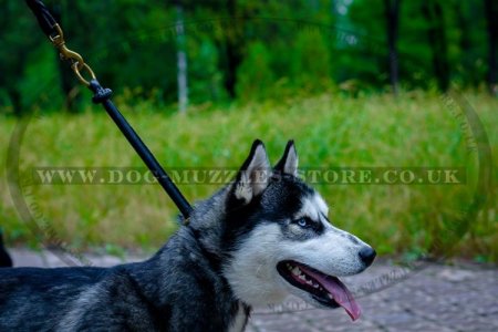 Husky training collar outlet