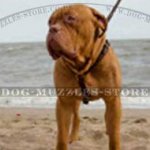 Dogue De Bordeaux Harnesses Luxury Design | Luxury Dog Harnesses