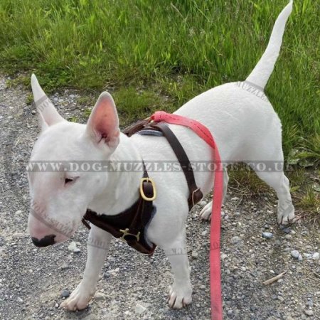 Best Outdoor Bull Terrier Leather Dog Harness