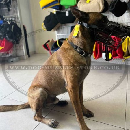 The Best Belgian Malinois Dog Muzzle Size for Any Weather