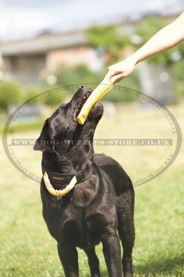 Strong Nylon Dog Collar with Handle for Labrador