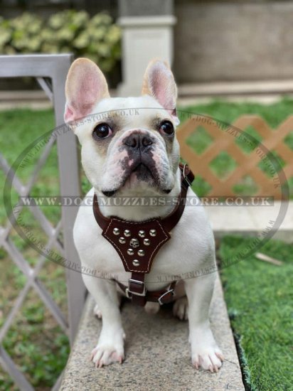 Soft Dog Harness for Small Dog | Padded Dog Harness