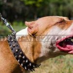 Spiked Dog Collar for Pitbull | Luxury Designer Dog Collar UK