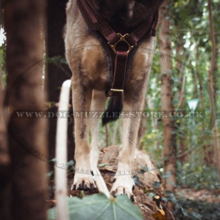 Dog Tracking, Walking Leather Dog Harness for Training