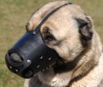 Caucasian Shepherd Training and Walking Leather Muzzle