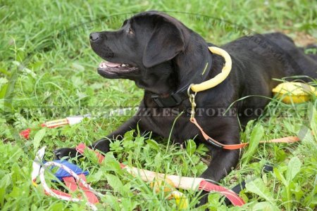 Strong Nylon Dog Collar with Handle for Labrador