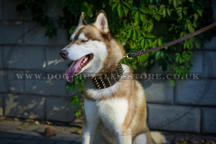 Wide Dog Collar For Husky