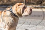 "Premium Finery" Stylish Leather Dog Collar For Shar Pei 1.6"