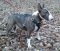 Best Outdoor Bull Terrier Leather Dog Harness