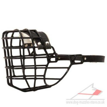 The Best Belgian Malinois Dog Muzzle Size for Any Weather
