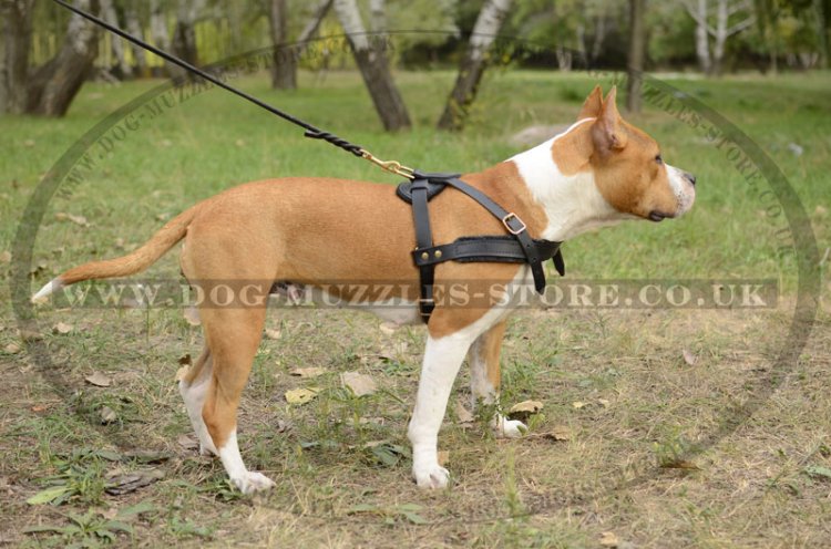 Staffy Weight Pulling Harness For Dog Sport And Tracking
