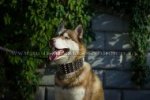 "Heracles" Functional Leather Dog Collar For Siberian Husky 2.8"