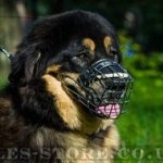 Dog Basket Muzzle for Tibetian Mastiff Size