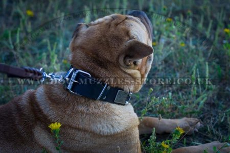 "Solid Boss" Strong Leather Dog Collar For Shar Pei With Plates