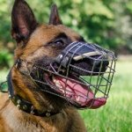 Belgian Malinois Muzzles | Belgian Shepherd Muzzles Best Choice