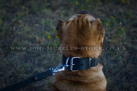 "Luxurious Comfort" Designer Studded Dog Collar for Shar Pei