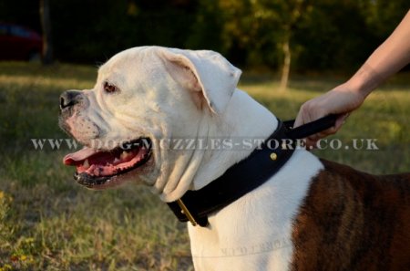 2 Ply Strong American Bulldog Collar for Large Dogs with Handle