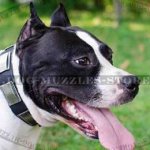 Dog Collar for Amstaff | Designer Dog Collar with Silver Plates
