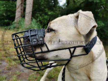 Xl dog best sale muzzle