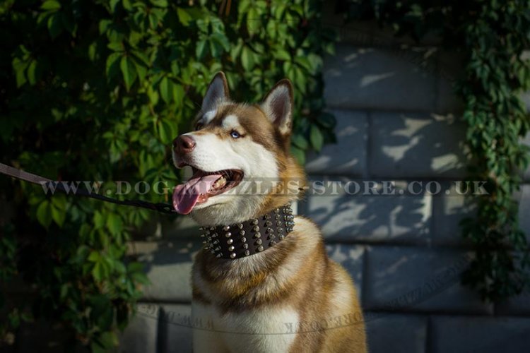 "Heracles" Functional Leather Dog Collar For Siberian Husky 2.8"