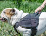 English Bulldog Dog Harness | Comfortable Dog Training Harness