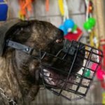 The Best Muzzle for Bullmastiff with Plastic Coated Wire Cage