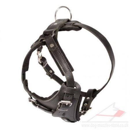 Padded Leather Spaniel Dog Harness UK Bestseller