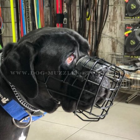 Special Rubberized Basket Dog Muzzle for Cane Corso