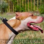 Pit Bull Terrier Leather Dog Collar 1 inch Wide Classic Design