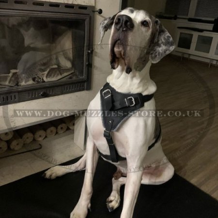 Agitation Training Padded Leather Dog Harness UK Pro Design