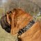 Original Style of Shar Pei Collar with Spikes and Studs