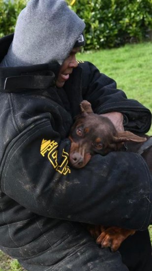 Attack dog deals training suits