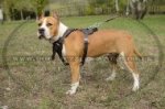 Strong Padded Dog Harness For Staffordshire Bull Terrier
