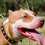 Bull Terrier Collar UK | Leather Dog Collar with Dotted Studs