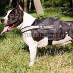 Nylon Dog Harness with Handle and Reflexive Trim for Amstaff