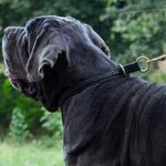 Mastiff Collar Choker for Stop Dog Pulling, Dog Training