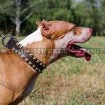 Pit Bull Dog Collars UK with 2 Rows of Brass Studs