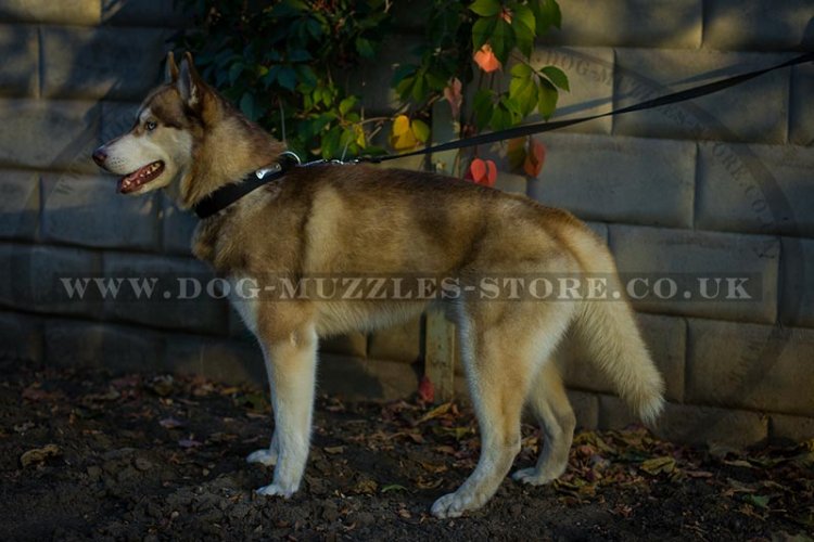 "Unparalleled" Nylon Dog Collar For Siberian Husky With ID Tag
