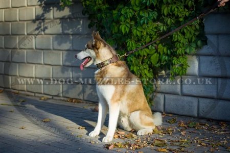 "Empire Of Beauty" Adorable Leather Collar For Husky With Studs