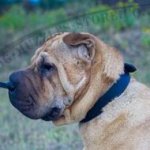 Classic Dog Buckle Collar 1.2 In Wide Leather for Shar Pei