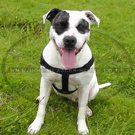 Non Pull Dog Harness UK Bestseller with Front Clip and Ring