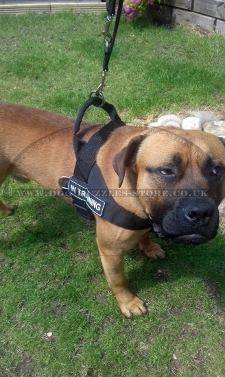 Non Pull Dog Harness UK Bestseller with Front Clip and Ring