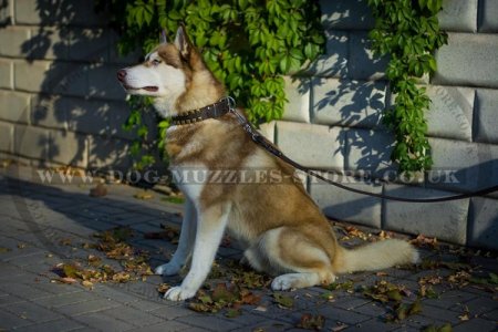 "Gift From Egypt" Enchanting Dog Collar For Siberian Husky