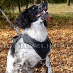 The Best Dog Harness for Spaniel UK Soft Padded Leather