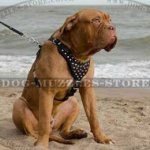 Dogue De Bordeaux Harness Leather with Studs