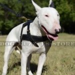 English Bull Terrier Dog Harness for Pulling, Training, Walking