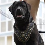 Royal Leather Dog Harness for Labrador Retriever
