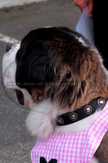 Designer Dog Collar with Silver Medals | Vintage Dog Collar