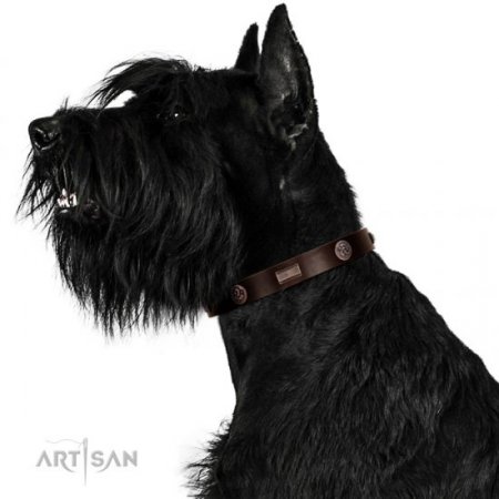 Functional Brown Studded Buckle Dog Collar FDT Artisan