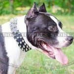 Amstaff Collars with Spiked Design | Spiked Collars for Staffy